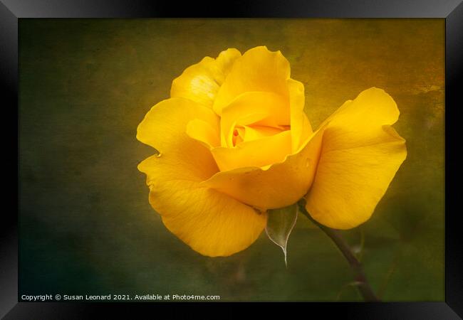 Rose in yellow Framed Print by Susan Leonard