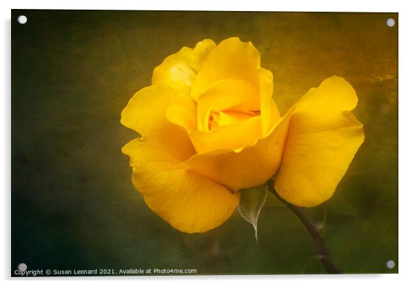 Rose in yellow Acrylic by Susan Leonard