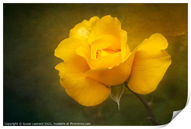 Rose in yellow Print by Susan Leonard