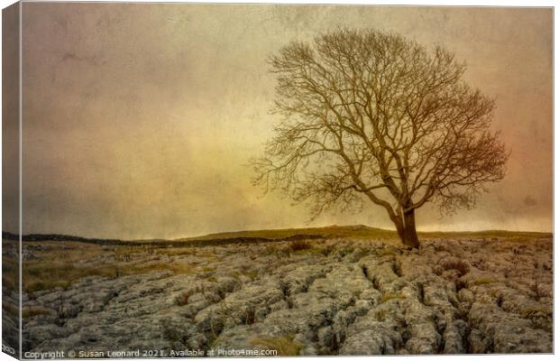 Lone tree against a storm in the Yorkshire Dales Canvas Print by Susan Leonard