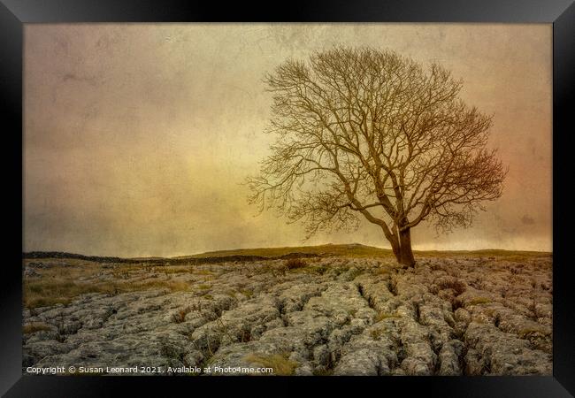 Lone tree against a storm in the Yorkshire Dales Framed Print by Susan Leonard