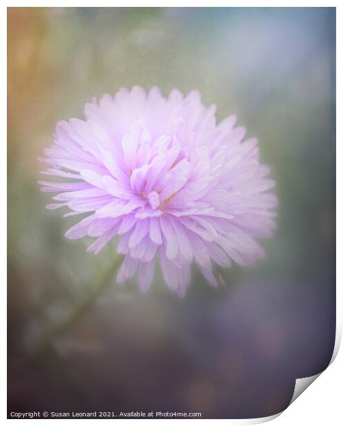 Chrysanthemum Print by Susan Leonard