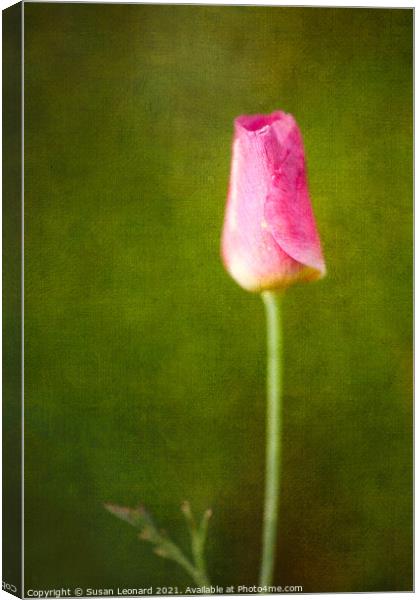 Tulip Bud Canvas Print by Susan Leonard