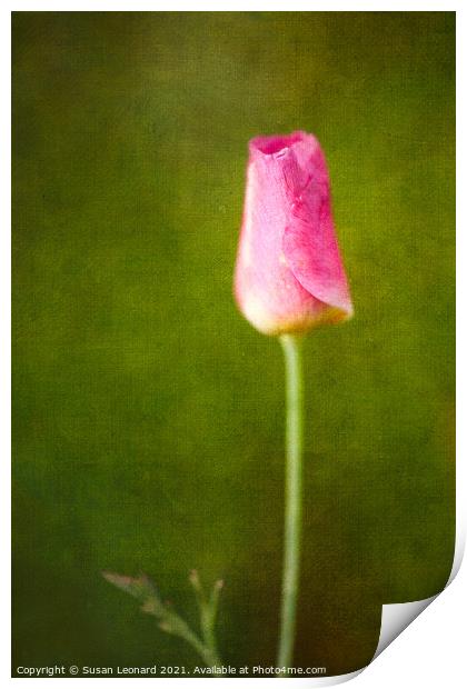 Tulip Bud Print by Susan Leonard