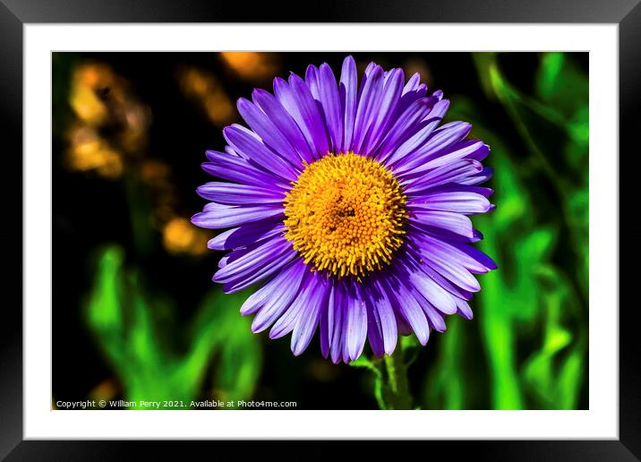 Purple Yellow Subalpine Daisy Wildflower Mount Rainier Paradise Framed Mounted Print by William Perry