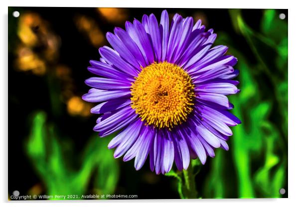 Purple Yellow Subalpine Daisy Wildflower Mount Rainier Paradise Acrylic by William Perry