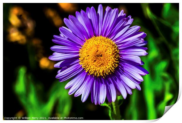 Purple Yellow Subalpine Daisy Wildflower Mount Rainier Paradise Print by William Perry