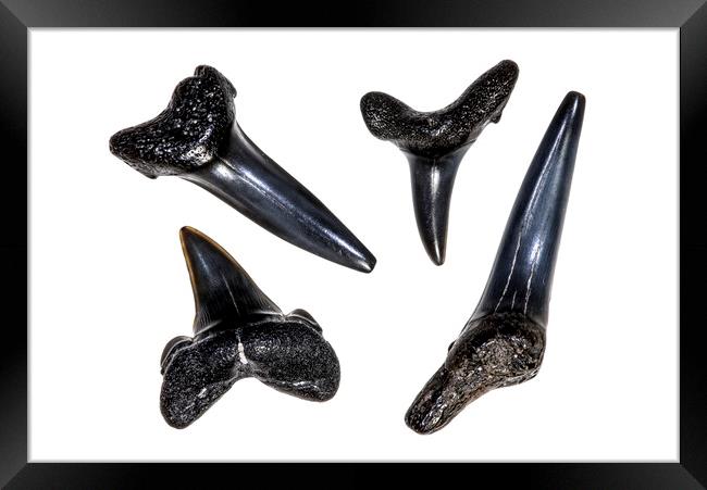 Shark Teeth Fossils Framed Print by Arterra 
