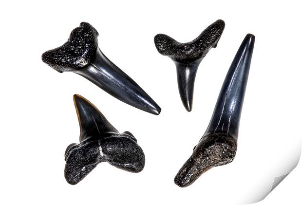 Shark Teeth Fossils Print by Arterra 