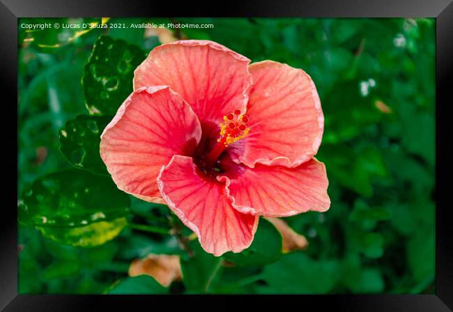 Withering red Hibiscus flower  on a plant Framed Print by Lucas D'Souza