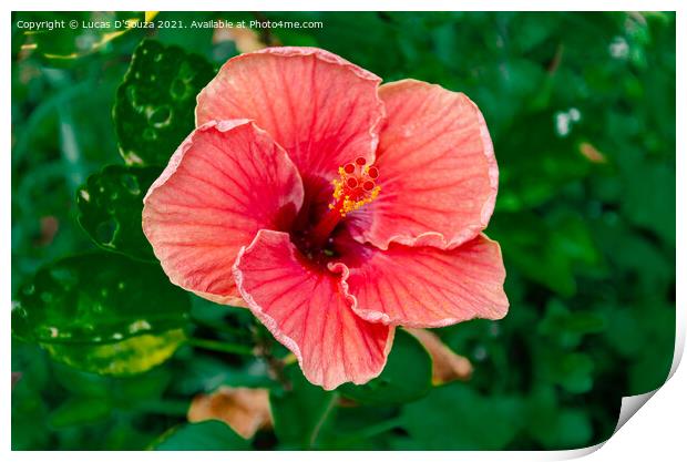 Withering red Hibiscus flower  on a plant Print by Lucas D'Souza
