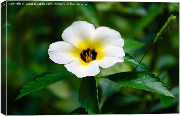 Wild flower - Turnera subulata Canvas Print by Lucas D'Souza