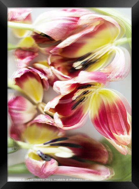 Plant flower Framed Print by Larisa Siverina