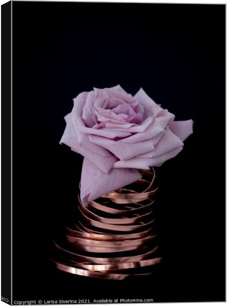 Pink rose Canvas Print by Larisa Siverina