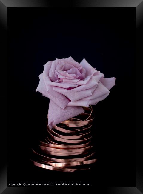 Pink rose Framed Print by Larisa Siverina