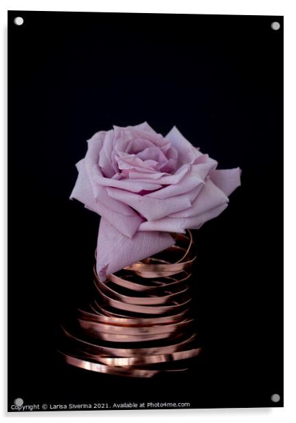 Pink rose Acrylic by Larisa Siverina