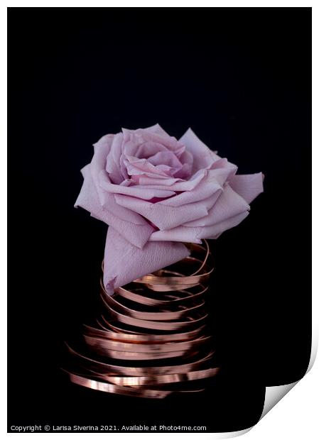 Pink rose Print by Larisa Siverina