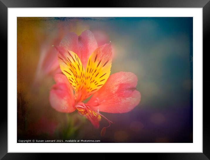 Lily with lovely textured effect Framed Mounted Print by Susan Leonard