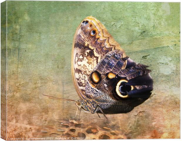 Butterfly on log Canvas Print by Susan Leonard