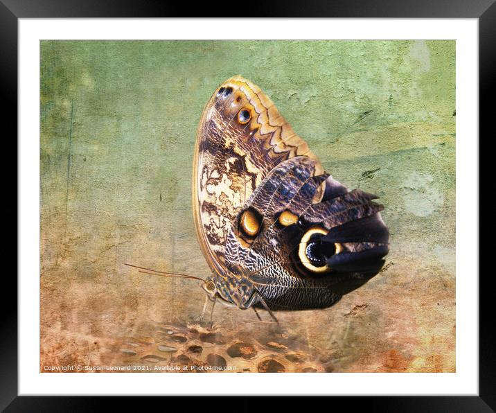 Butterfly on log Framed Mounted Print by Susan Leonard