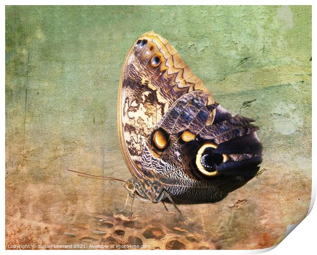 Butterfly on log Print by Susan Leonard