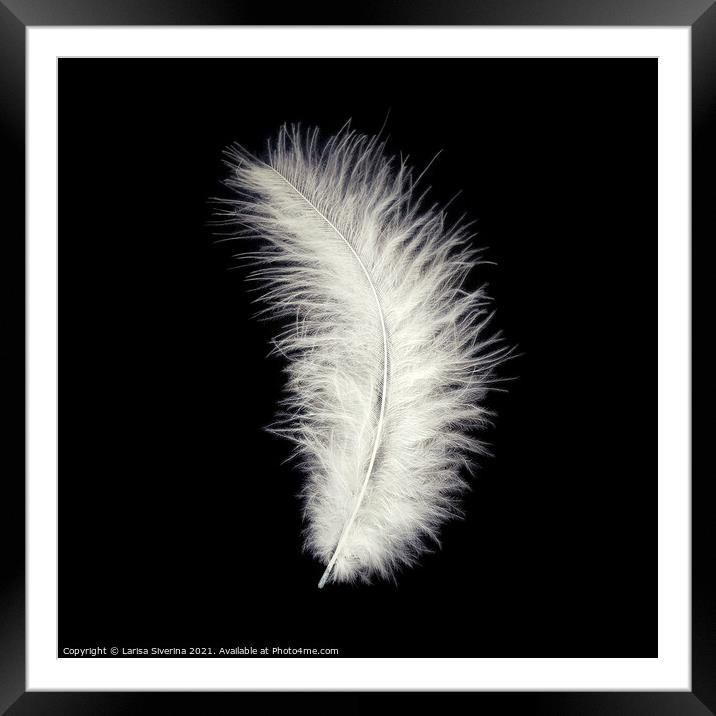 White feather Framed Mounted Print by Larisa Siverina