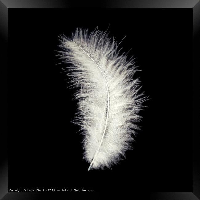 White feather Framed Print by Larisa Siverina