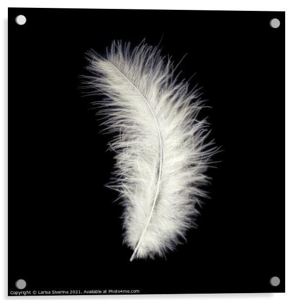 White feather Acrylic by Larisa Siverina