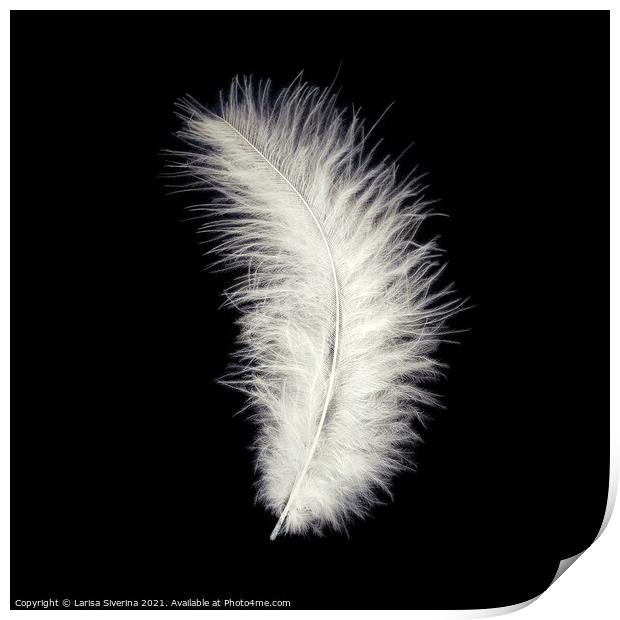 White feather Print by Larisa Siverina