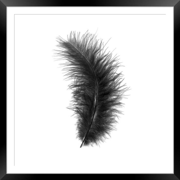 Black feather Framed Mounted Print by Larisa Siverina