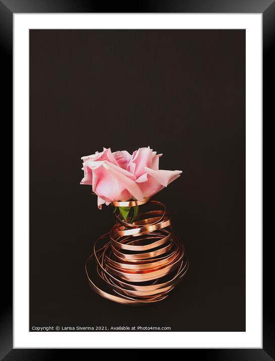 Pink rose Framed Mounted Print by Larisa Siverina