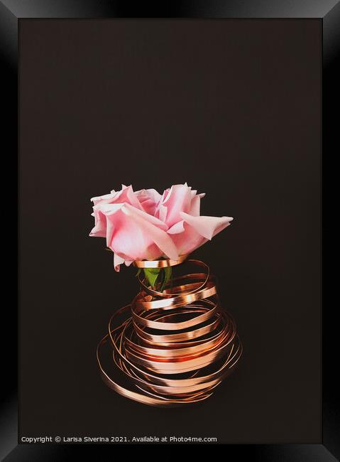 Pink rose Framed Print by Larisa Siverina