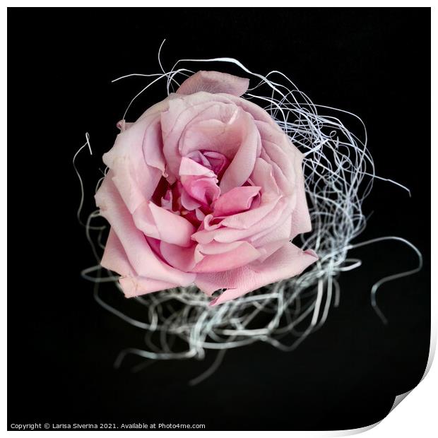 Pink rose Print by Larisa Siverina