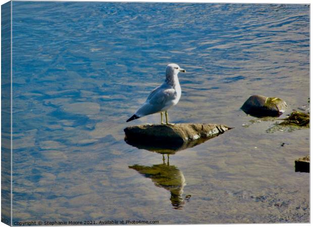 Seagull on a rock Canvas Print by Stephanie Moore