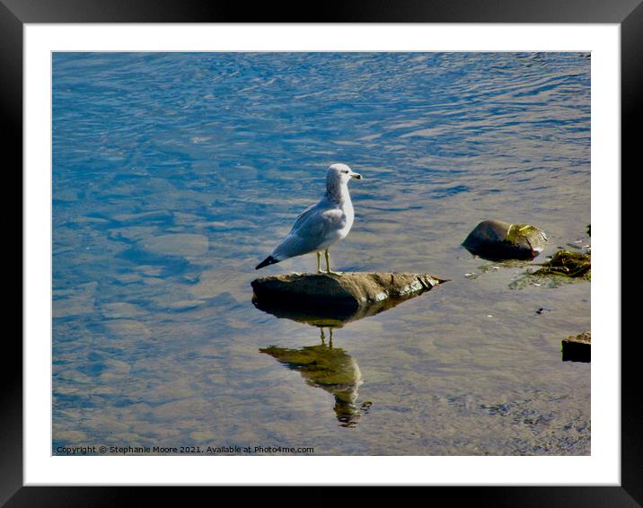 Seagull on a rock Framed Mounted Print by Stephanie Moore