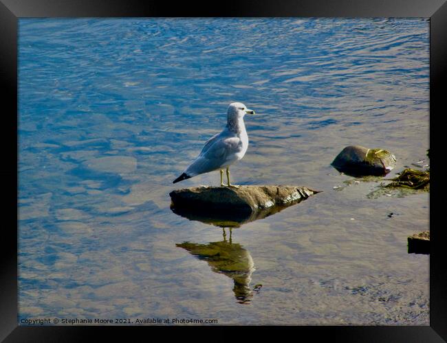 Seagull on a rock Framed Print by Stephanie Moore