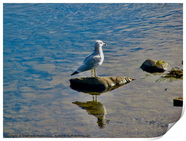 Seagull on a rock Print by Stephanie Moore