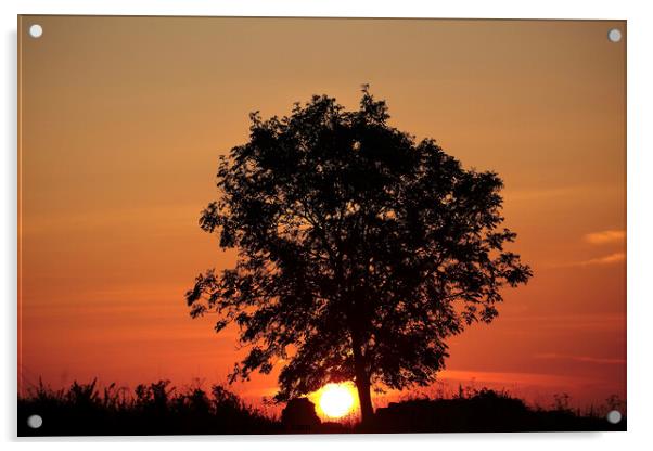 sunrise tree Acrylic by Simon Johnson