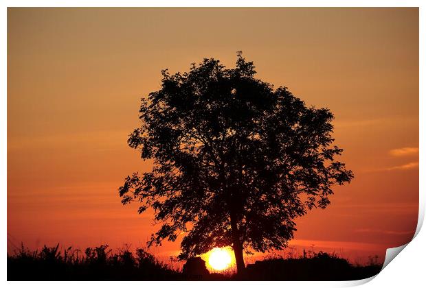 sunrise tree Print by Simon Johnson