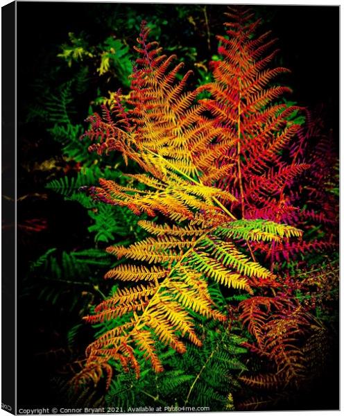 Leaf Canvas Print by Connor Bryant