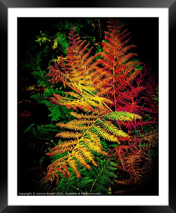 Leaf Framed Mounted Print by Connor Bryant