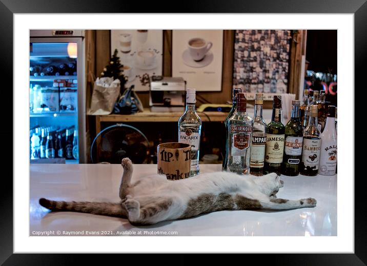Drunken Cat Framed Mounted Print by Raymond Evans
