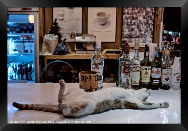 Drunken Cat Framed Print by Raymond Evans