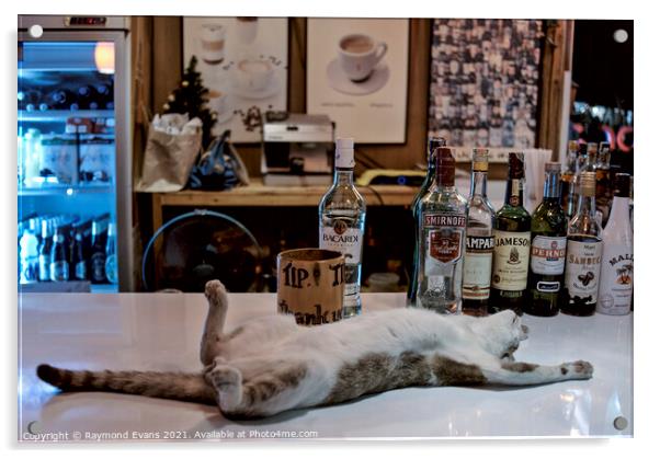 Drunken Cat Acrylic by Raymond Evans