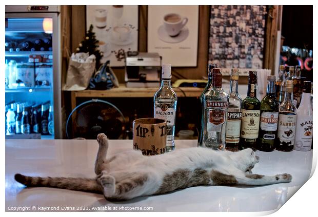 Drunken Cat Print by Raymond Evans