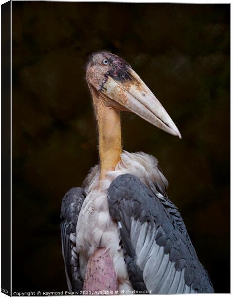 Stork Canvas Print by Raymond Evans