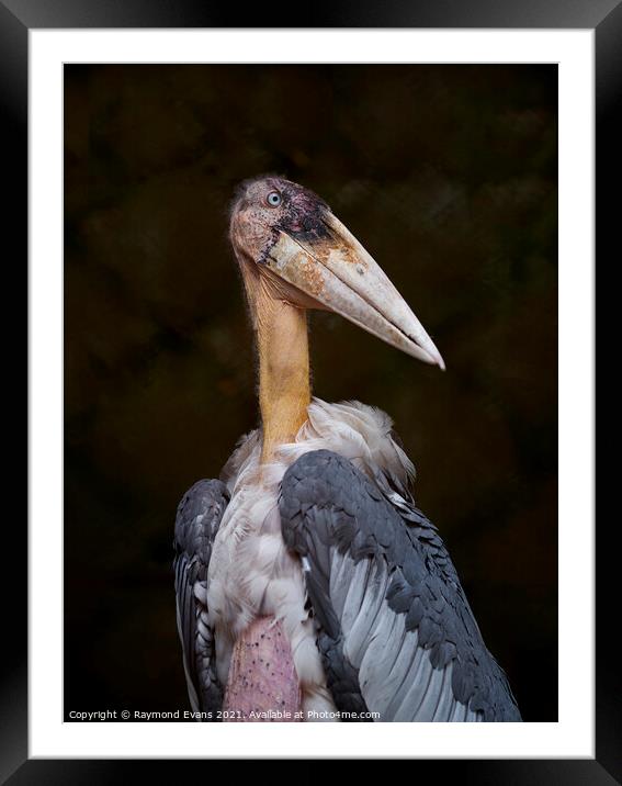 Stork Framed Mounted Print by Raymond Evans
