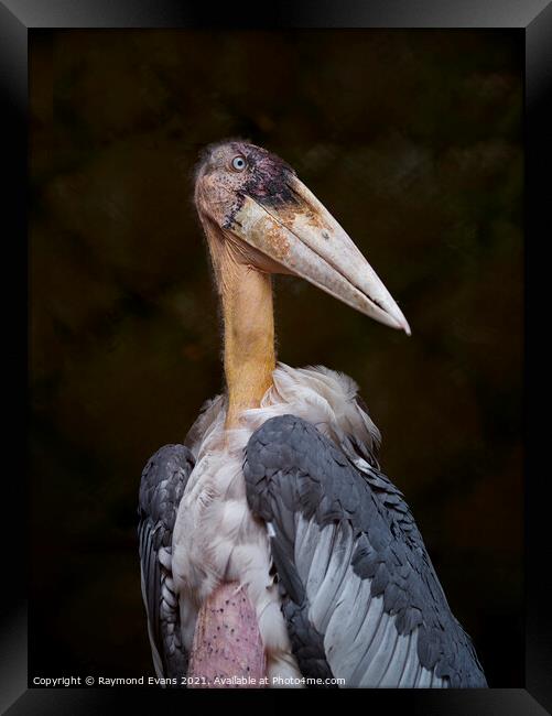 Stork Framed Print by Raymond Evans