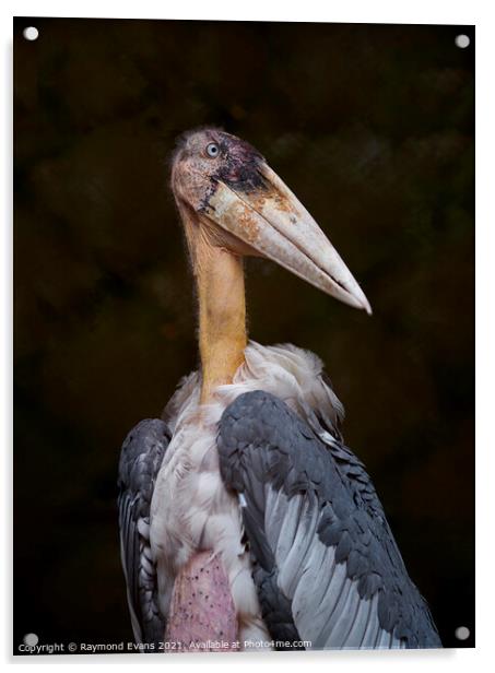 Stork Acrylic by Raymond Evans