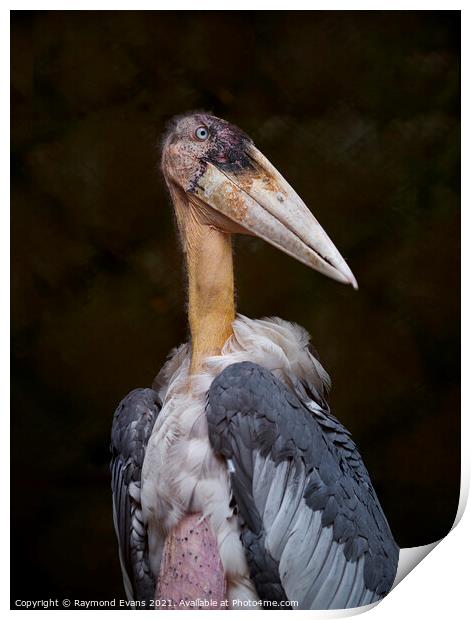 Stork Print by Raymond Evans
